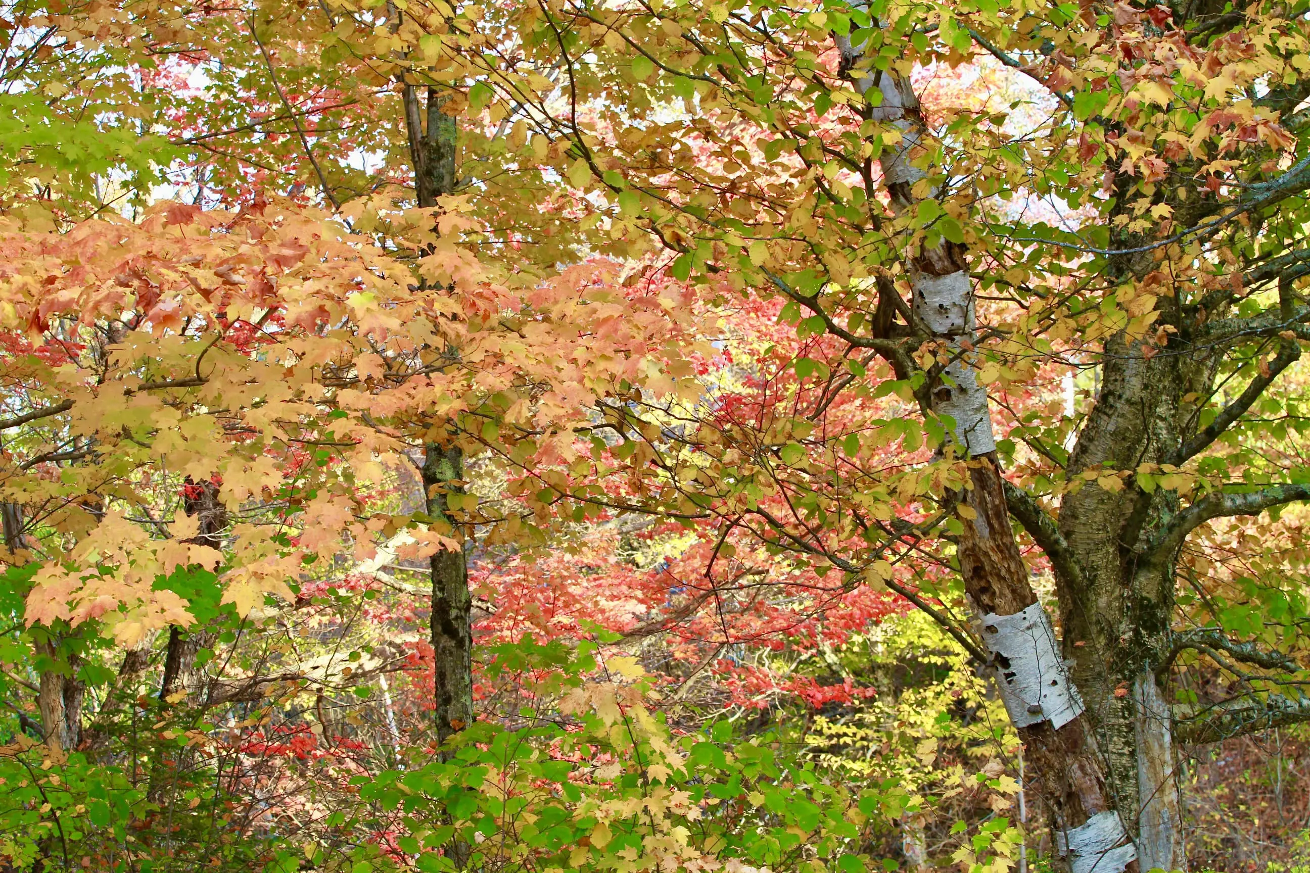 A tree with many leaves on it's branches.