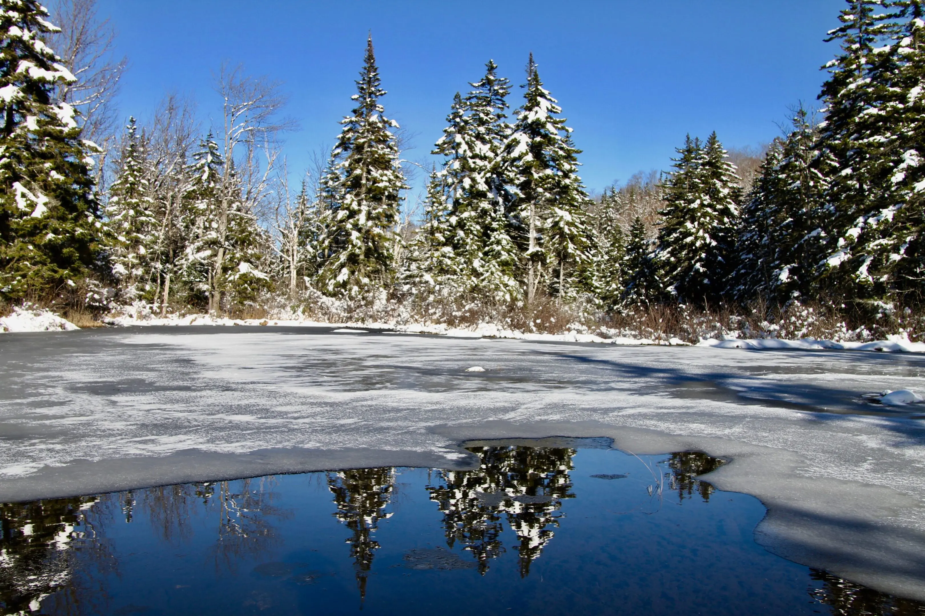 A pond with snow and trees in the background