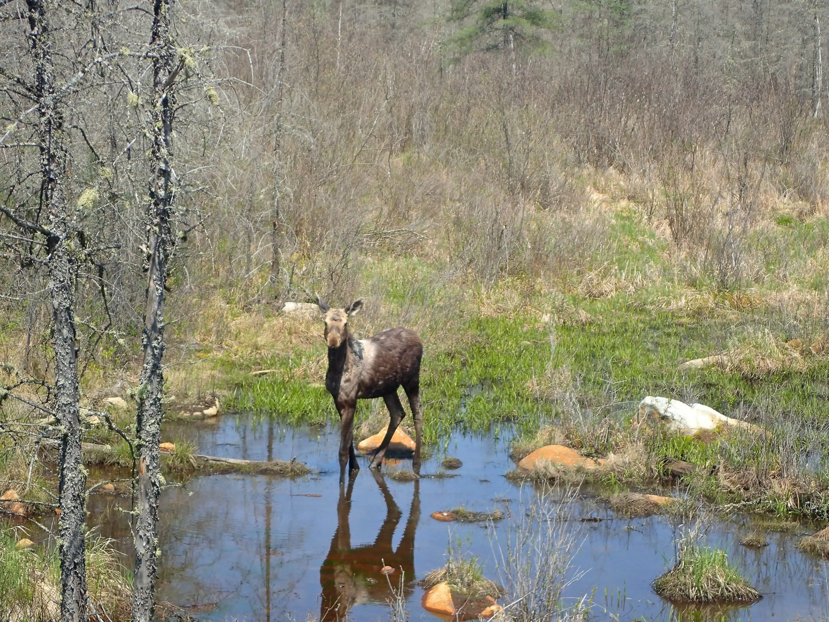 A moose standing in the water near some trees.