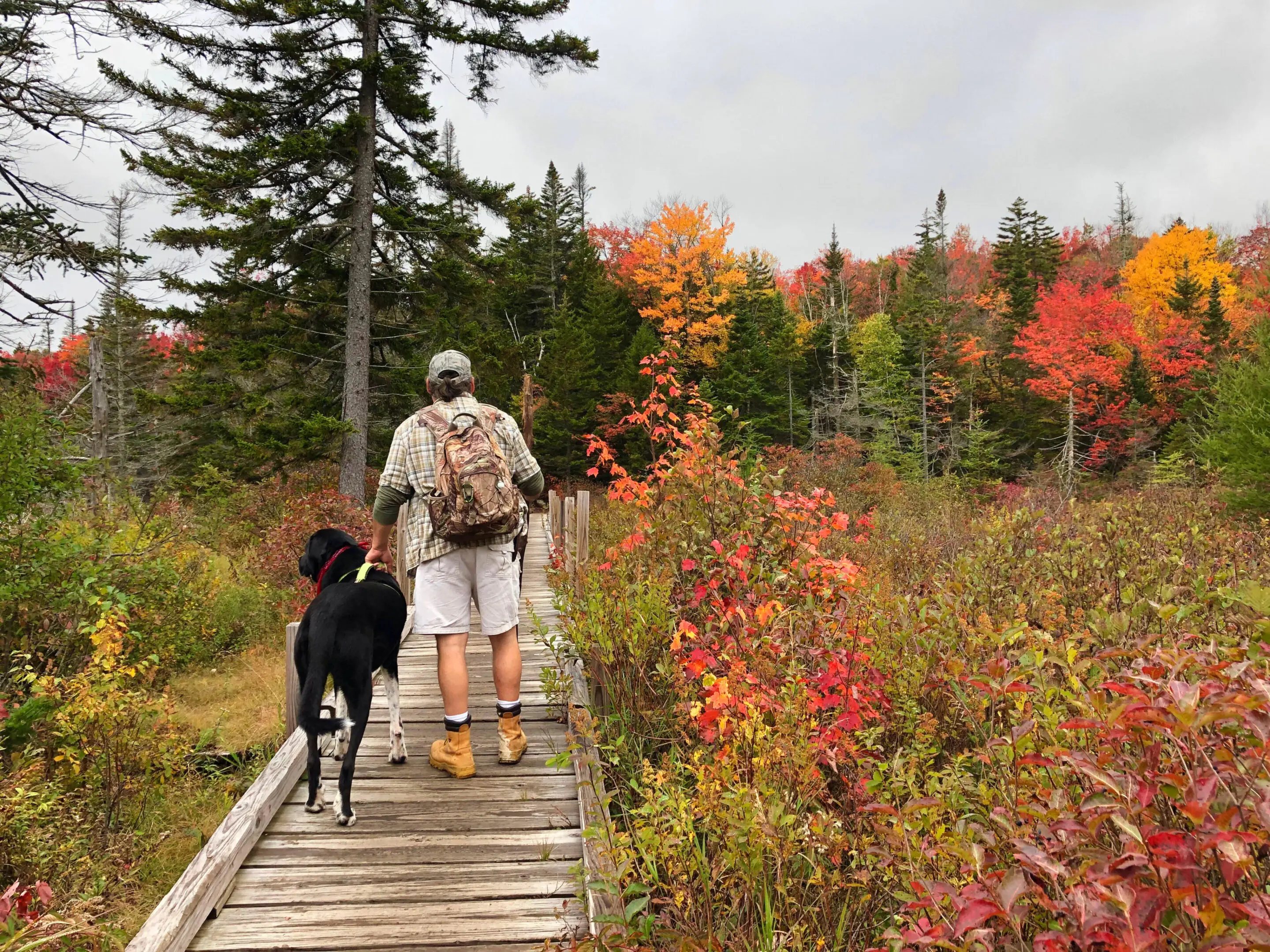 A man walking his dog on a boardwalk