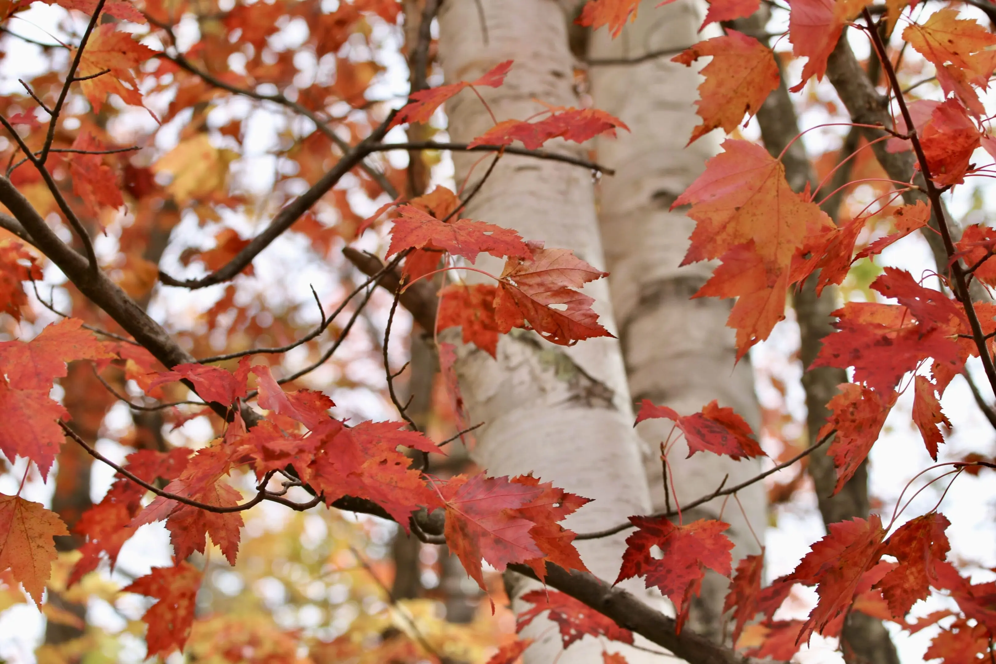 A close up of leaves on trees in the fall