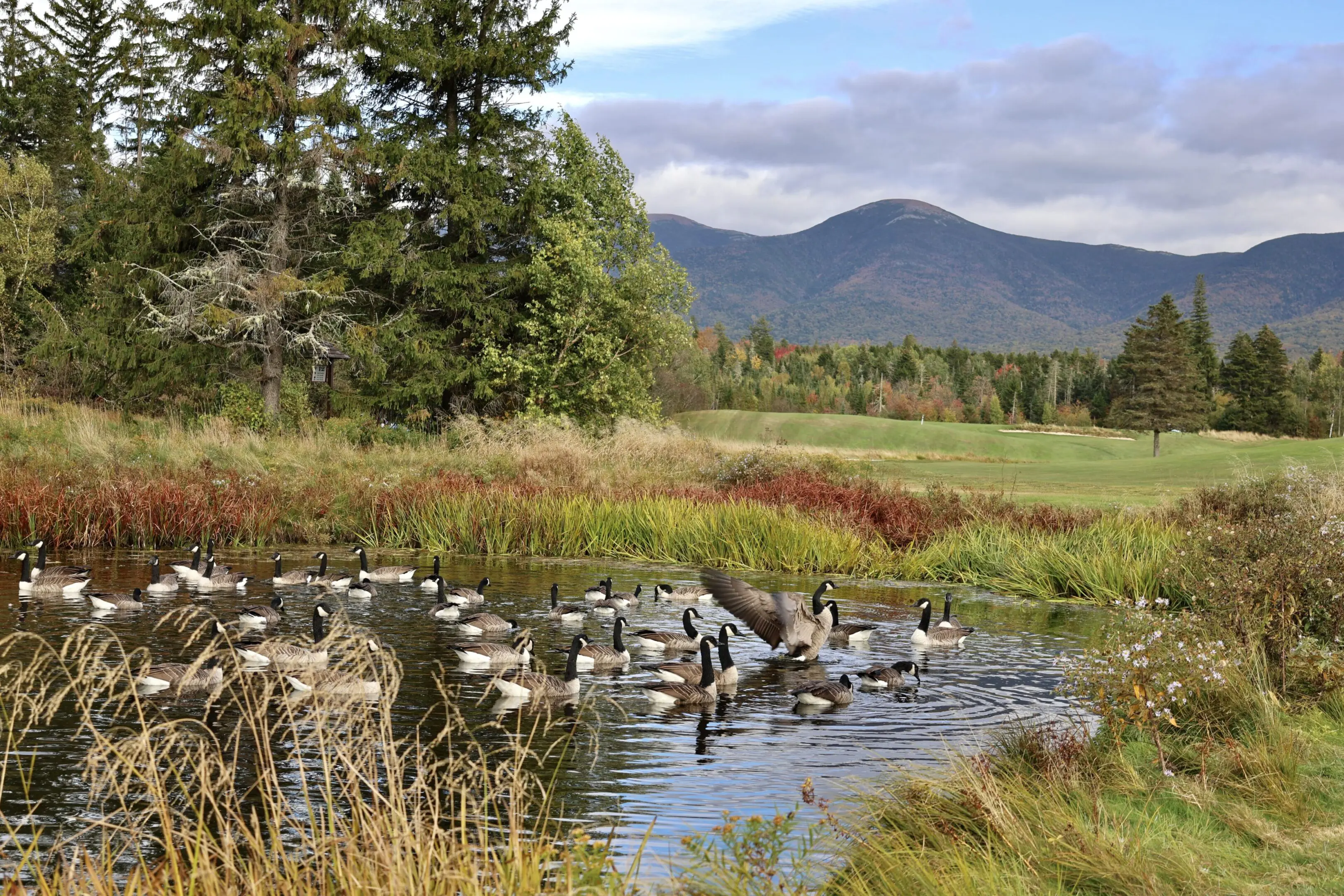 A group of ducks swimming in the water.