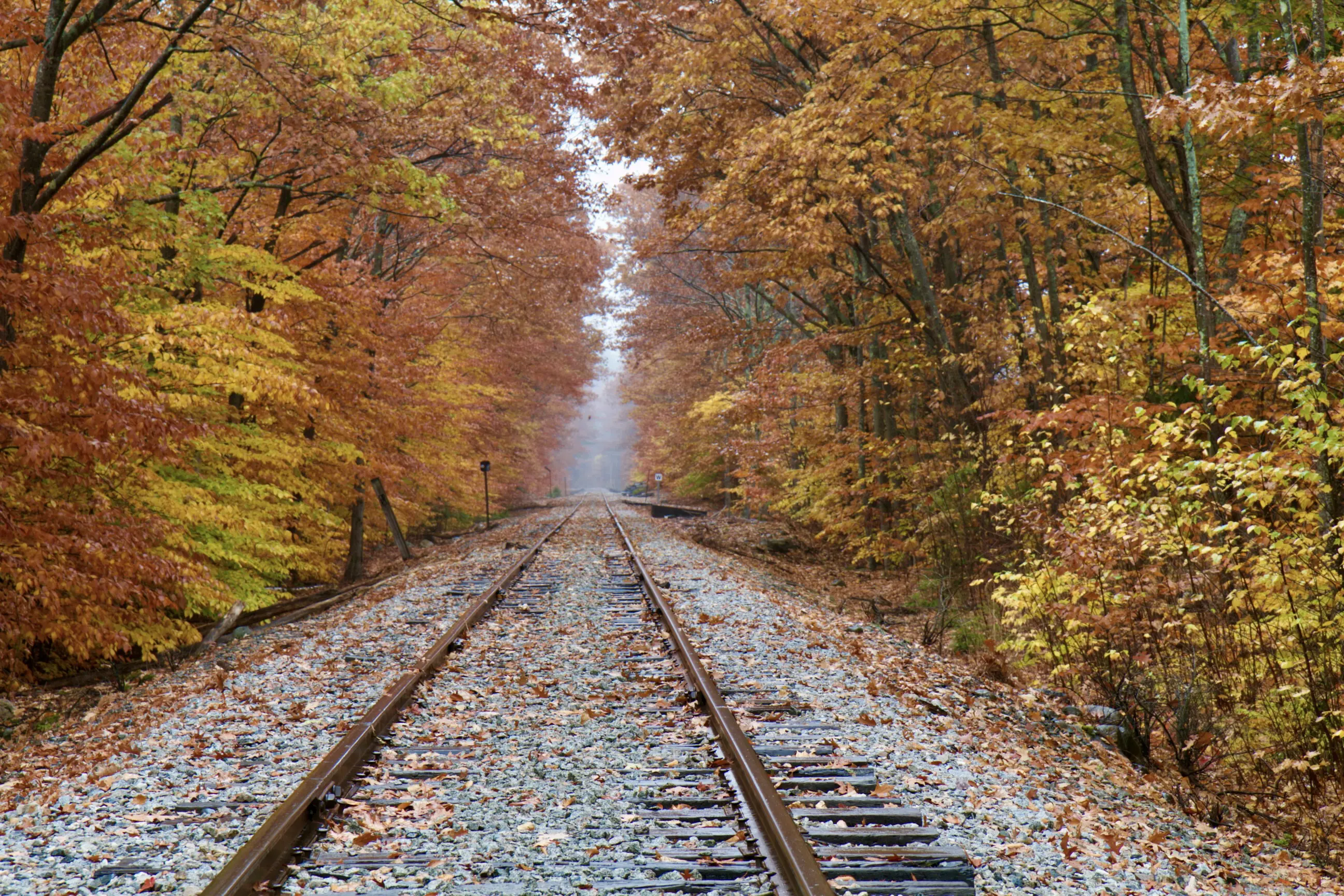 A train track with trees and leaves on the side