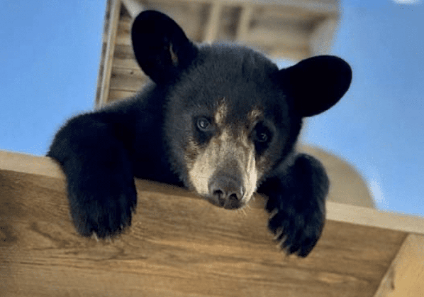 A bear cub is laying on the ground.